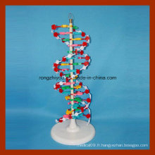 Modèle de structure à double hélice double ADN pour l&#39;éducation